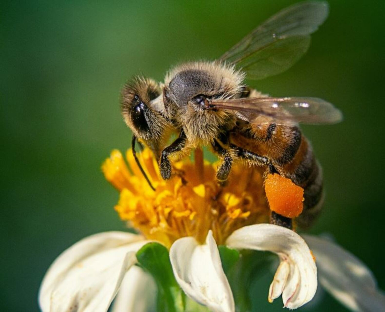 abeille (1).jpg